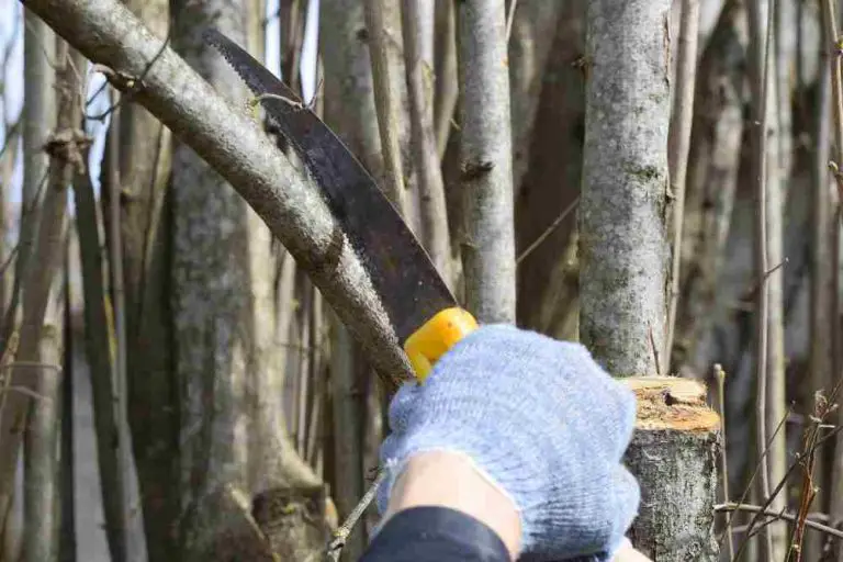 How To Sharpen A Pruning Saw