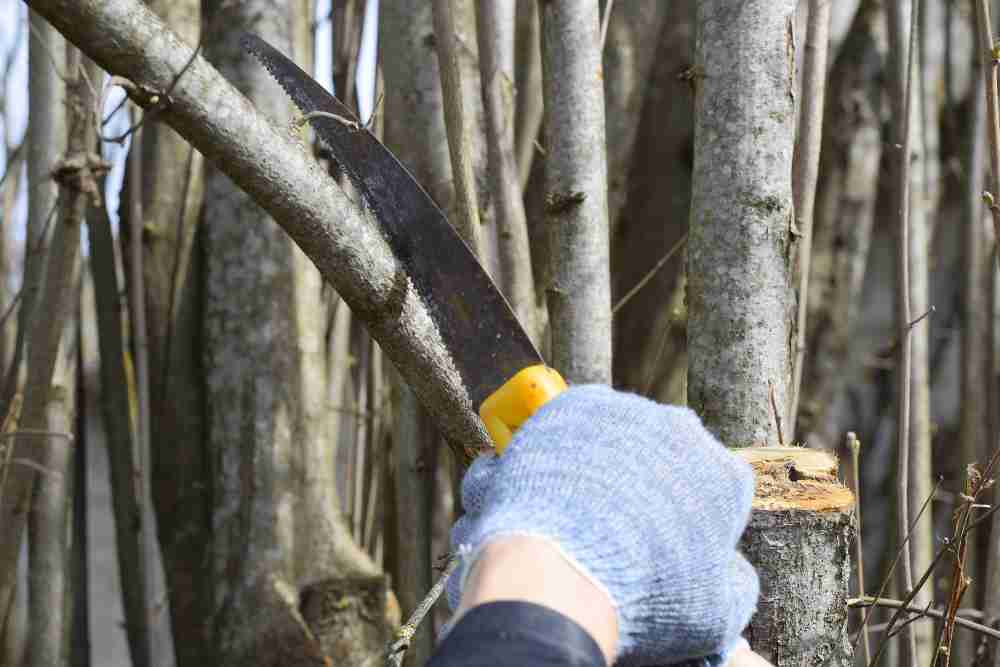How To Clean A Pruning Saw