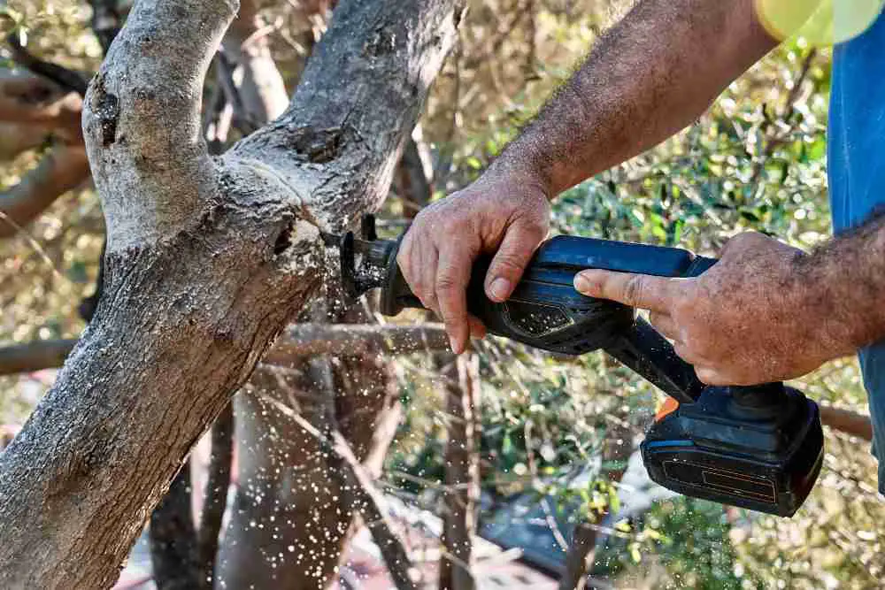 Prune With A Reciprocating Saw