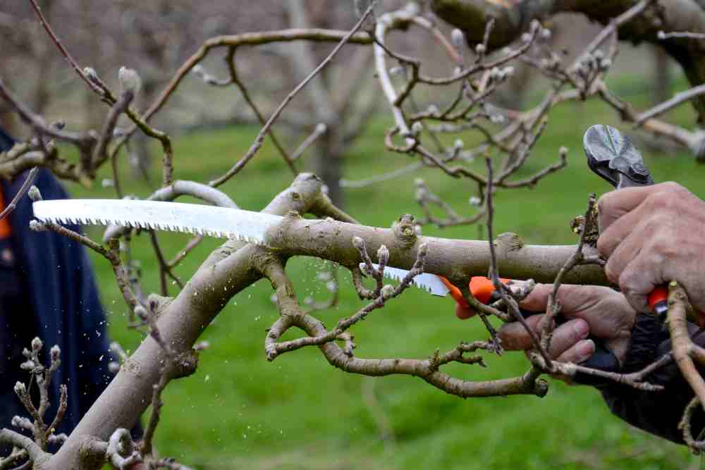 Pruning Saw Straight Or Curved