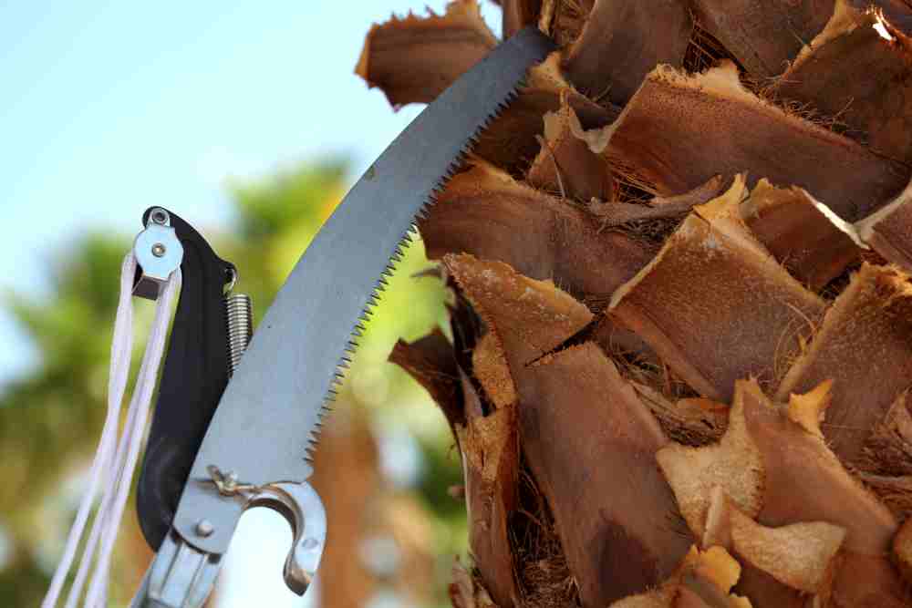 tools needed to cut palm trees